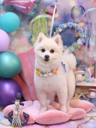 20240820ぽこちゃん